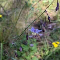 Arthropodium milleflorum (Vanilla Lily) at Nurenmerenmong, NSW - 10 Jan 2023 by Marchien