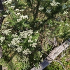 Cassinia aculeata subsp. aculeata (Dolly Bush, Common Cassinia, Dogwood) at The Tops at Nurenmerenmong - 10 Jan 2023 by Marchien