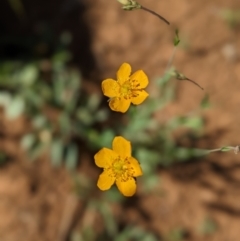 Hypericum gramineum (Small St Johns Wort) at Nurenmerenmong, NSW - 11 Jan 2023 by Marchien