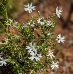 Stellaria pungens (Prickly Starwort) at Nurenmerenmong, NSW - 11 Jan 2023 by Marchien