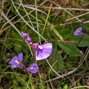 Utricularia dichotoma at Nurenmerenmong, NSW - 10 Jan 2023