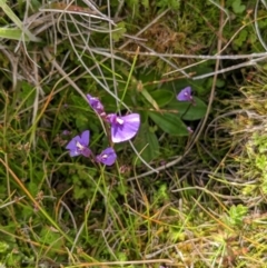 Utricularia dichotoma at Nurenmerenmong, NSW - 10 Jan 2023 04:27 PM