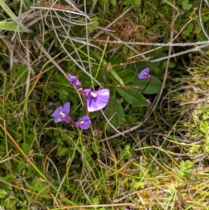 Utricularia dichotoma at Nurenmerenmong, NSW - 10 Jan 2023