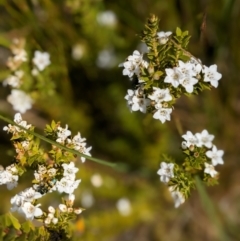 Epacris breviflora (Drumstick Heath) at Nurenmerenmong, NSW - 10 Jan 2023 by Marchien