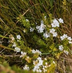 Epacris breviflora at Nurenmerenmong, NSW - 10 Jan 2023 04:26 PM