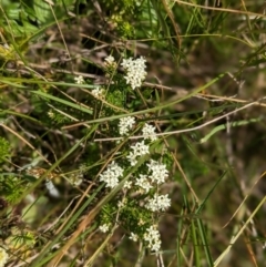 Asperula gunnii (Mountain Woodruff) at Nurenmerenmong, NSW - 10 Jan 2023 by Marchien