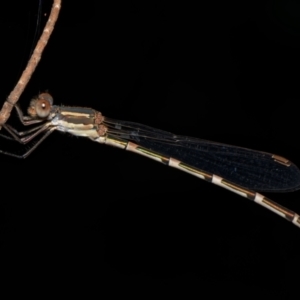 Austrolestes leda at Downer, ACT - 26 Jan 2023