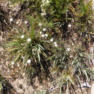 Thelionema caespitosum (Tufted Blue Lily) at Tinderry, NSW - 25 Jan 2023 by LPadg