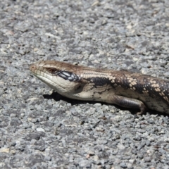 Tiliqua scincoides scincoides (Eastern Blue-tongue) at Bundanoon, NSW - 26 Jan 2023 by GlossyGal