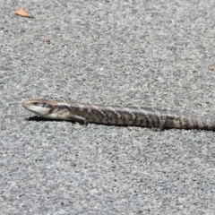 Tiliqua scincoides scincoides at Bundanoon, NSW - 26 Jan 2023