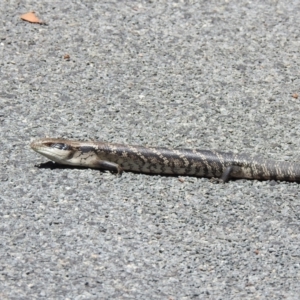 Tiliqua scincoides scincoides at Bundanoon, NSW - 26 Jan 2023