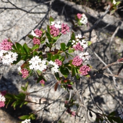 Platysace lanceolata (Shrubby Platysace) at Tinderry, NSW - 25 Jan 2023 by LoisElsiePadgham