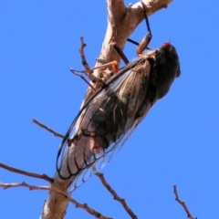 Psaltoda moerens (Redeye cicada) at Felltimber Creek NCR - 26 Jan 2023 by KylieWaldon