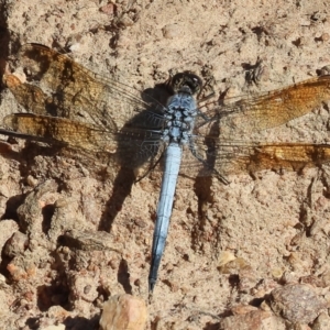 Orthetrum caledonicum at West Wodonga, VIC - 27 Jan 2023 08:35 AM