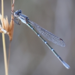 Austrolestes leda (Wandering Ringtail) at West Wodonga, VIC - 27 Jan 2023 by KylieWaldon