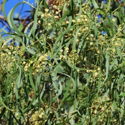 Acacia implexa (Hickory Wattle, Lightwood) at West Wodonga, VIC - 27 Jan 2023 by KylieWaldon