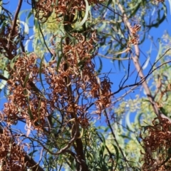 Acacia implexa at West Wodonga, VIC - 27 Jan 2023 08:30 AM