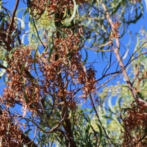 Acacia implexa at West Wodonga, VIC - 27 Jan 2023 08:30 AM