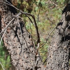 Acacia implexa at West Wodonga, VIC - 27 Jan 2023 08:30 AM