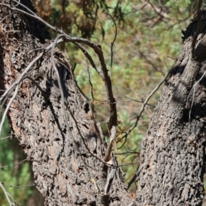 Acacia implexa at West Wodonga, VIC - 27 Jan 2023 08:30 AM