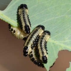 Paropsis atomaria (Eucalyptus leaf beetle) at Felltimber Creek NCR - 26 Jan 2023 by KylieWaldon