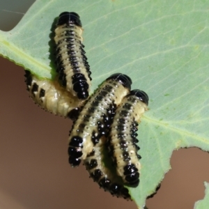 Paropsis atomaria at West Wodonga, VIC - 27 Jan 2023 08:15 AM