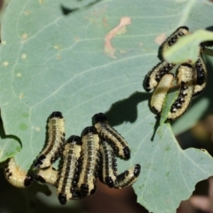 Paropsis atomaria at West Wodonga, VIC - 27 Jan 2023 08:15 AM