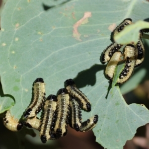 Paropsis atomaria at West Wodonga, VIC - 27 Jan 2023 08:15 AM