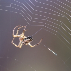 Plebs bradleyi (Enamelled spider) at West Wodonga, VIC - 27 Jan 2023 by KylieWaldon