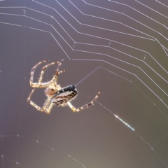 Plebs bradleyi (Enamelled spider) at Wodonga - 26 Jan 2023 by KylieWaldon