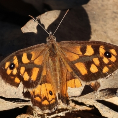 Geitoneura klugii (Marbled Xenica) at West Wodonga, VIC - 26 Jan 2023 by KylieWaldon