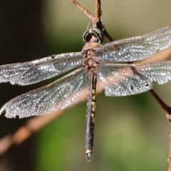 Hemicordulia tau (Tau Emerald) at West Wodonga, VIC - 27 Jan 2023 by KylieWaldon