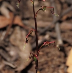 Thynninorchis huntianus (Common Elbow Orchid) by AndyRoo