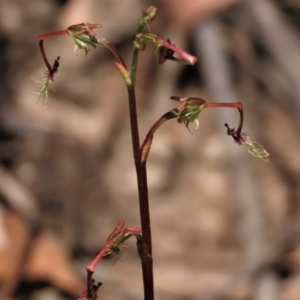 Thynninorchis huntianus at suppressed - 21 Jan 2023