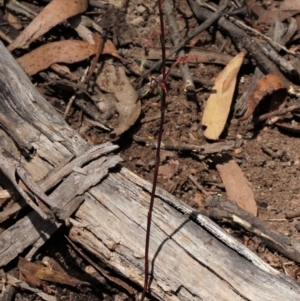 Thynninorchis huntianus at suppressed - suppressed