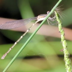 Austrolestes leda (Wandering Ringtail) at West Wodonga, VIC - 27 Jan 2023 by KylieWaldon