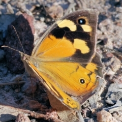 Heteronympha merope (Common Brown Butterfly) at Wodonga - 26 Jan 2023 by KylieWaldon