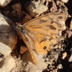 Heteronympha merope at West Wodonga, VIC - 27 Jan 2023 08:04 AM