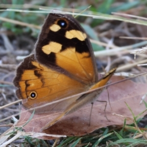 Heteronympha merope at West Wodonga, VIC - 27 Jan 2023 08:04 AM