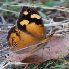 Heteronympha merope at West Wodonga, VIC - 27 Jan 2023