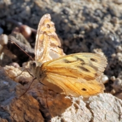 Heteronympha merope at West Wodonga, VIC - 27 Jan 2023 08:04 AM