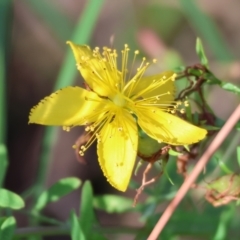 Hypericum perforatum (St John's Wort) at West Wodonga, VIC - 26 Jan 2023 by KylieWaldon