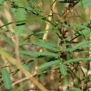 Acacia implexa at West Wodonga, VIC - 27 Jan 2023