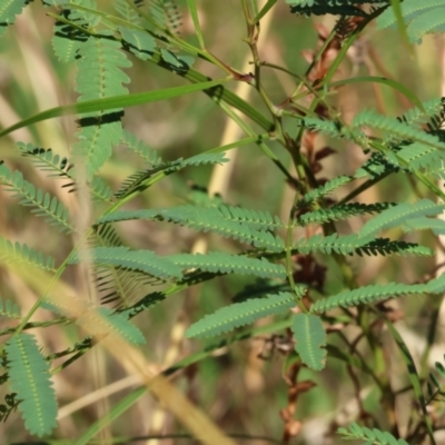 Acacia implexa (Hickory Wattle, Lightwood) at Felltimber Creek NCR - 27 Jan 2023 by KylieWaldon