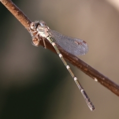 Austrolestes leda (Wandering Ringtail) at Felltimber Creek NCR - 26 Jan 2023 by KylieWaldon