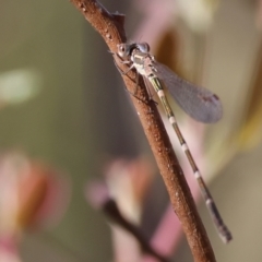 Austrolestes leda at West Wodonga, VIC - 27 Jan 2023