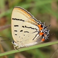 Jalmenus evagoras (Imperial Hairstreak) at West Wodonga, VIC - 27 Jan 2023 by KylieWaldon
