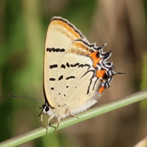 Jalmenus evagoras at West Wodonga, VIC - 27 Jan 2023