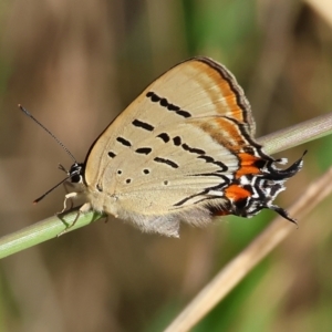 Jalmenus evagoras at West Wodonga, VIC - 27 Jan 2023