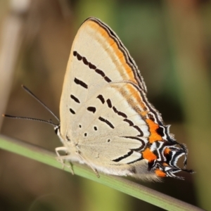 Jalmenus evagoras at West Wodonga, VIC - 27 Jan 2023